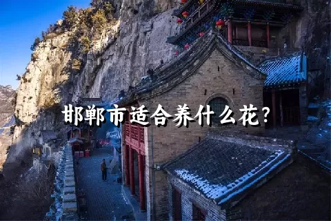 邯郸市适合养什么花？