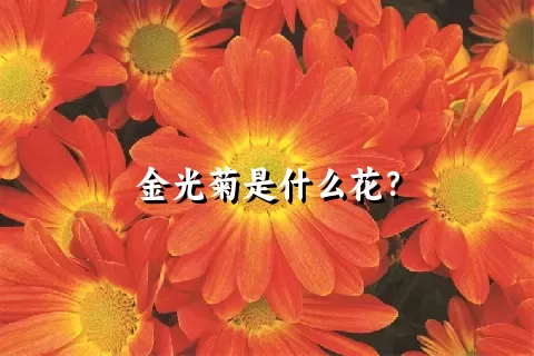 金光菊是什么花？