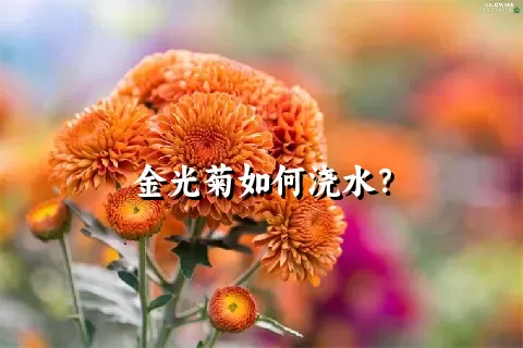 金光菊如何浇水？