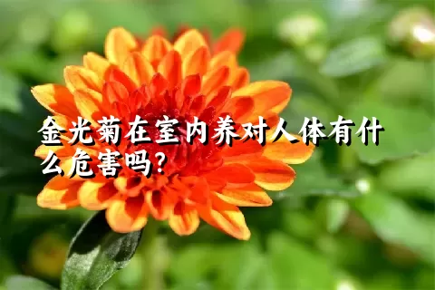 金光菊在室内养对人体有什么危害吗？