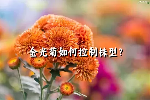 金光菊如何控制株型？