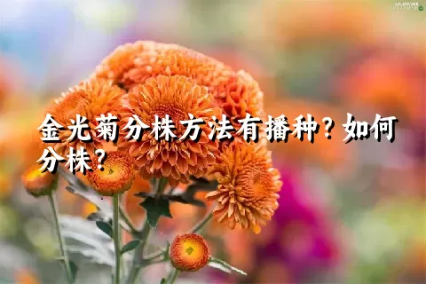 金光菊分株方法有播种？如何分株？