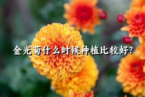 金光菊什么时候种植比较好？