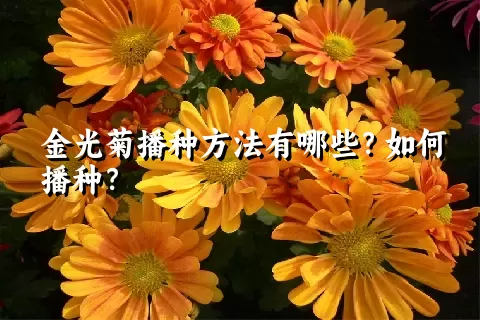 金光菊播种方法有哪些？如何播种？