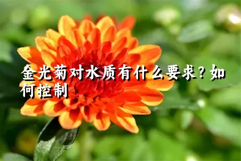 金光菊对水质有什么要求？如何控制