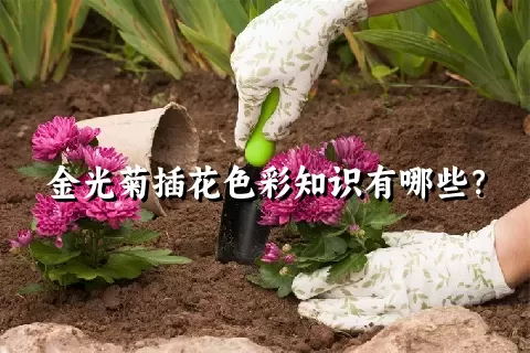 金光菊插花色彩知识有哪些？