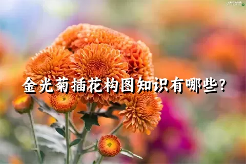 金光菊插花构图知识有哪些？