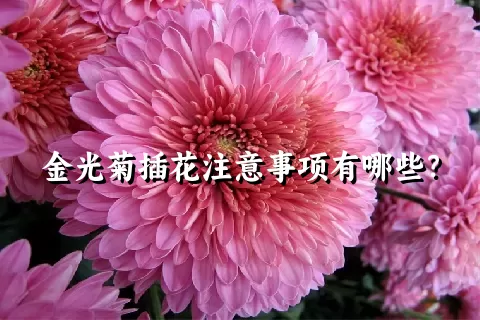 金光菊插花注意事项有哪些？