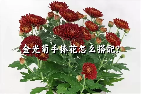 金光菊手捧花怎么搭配？