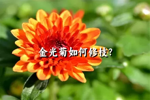 金光菊如何修枝？