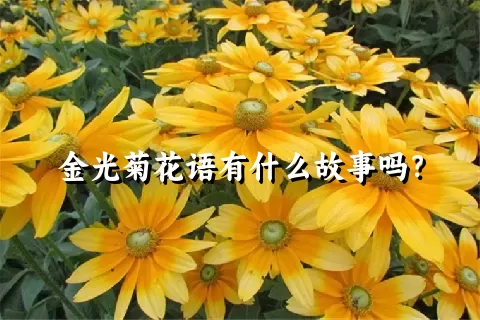 金光菊花语有什么故事吗？