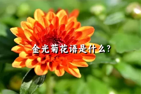 金光菊花语是什么？