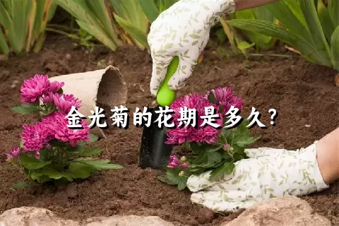 金光菊的花期是多久？