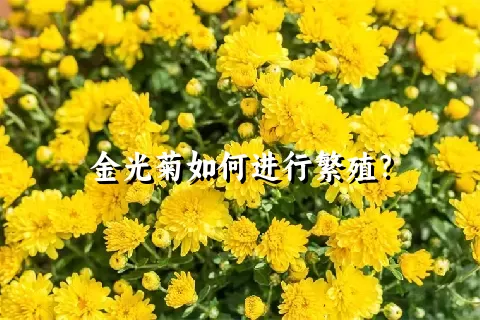 金光菊如何进行繁殖？