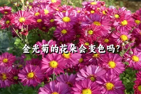 金光菊的花朵会变色吗？