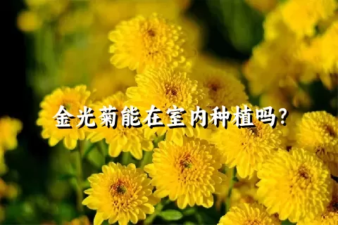 金光菊能在室内种植吗？