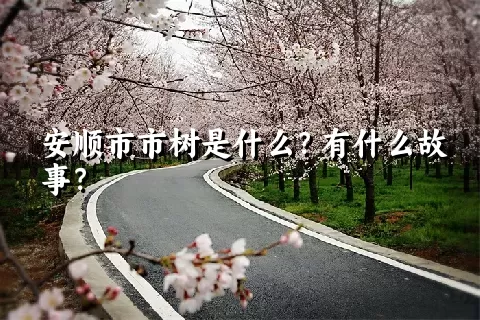 安顺市市树是什么？有什么故事？