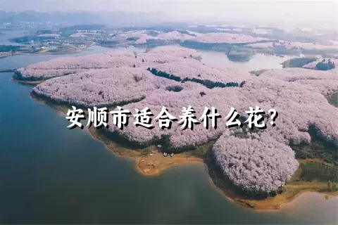 安顺市适合养什么花？