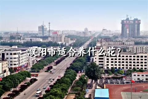 濮阳市适合养什么花？