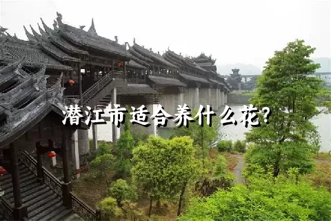 潜江市适合养什么花？