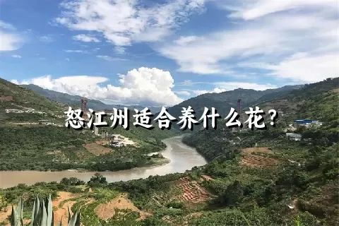 怒江州适合养什么花？