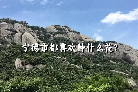 宁德市都喜欢种什么花？