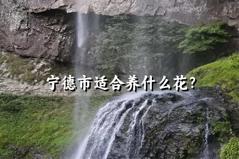 宁德市适合养什么花？