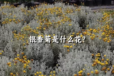 银香菊是什么花？