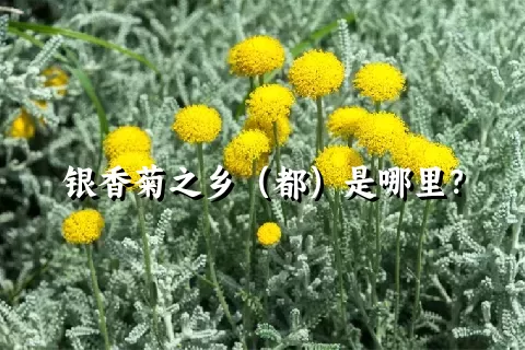 银香菊之乡（都）是哪里？