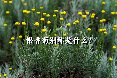 银香菊别称是什么？