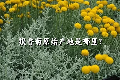 银香菊原始产地是哪里？