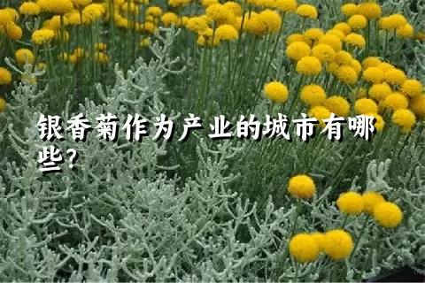 银香菊作为产业的城市有哪些？