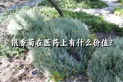 银香菊在医药上有什么价值？