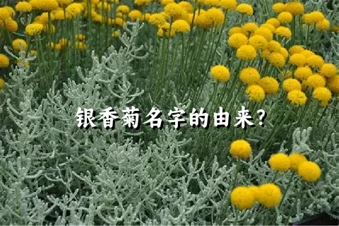 银香菊名字的由来？