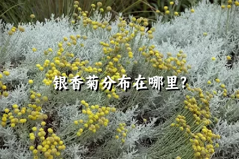 银香菊分布在哪里?