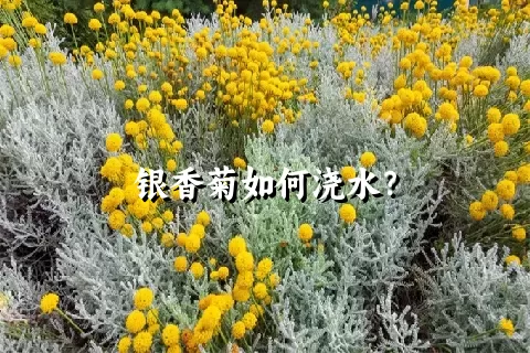 银香菊如何浇水？