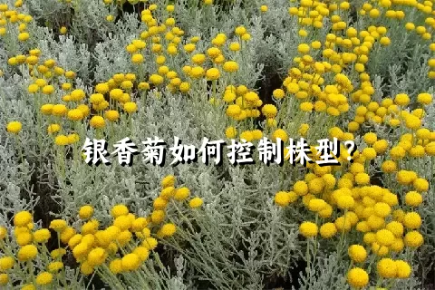 银香菊如何控制株型？