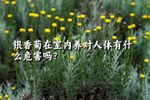 银香菊在室内养对人体有什么危害吗？