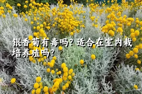 银香菊有毒吗？适合在室内栽培养殖吗？