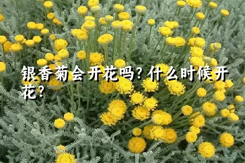 银香菊会开花吗？什么时候开花？