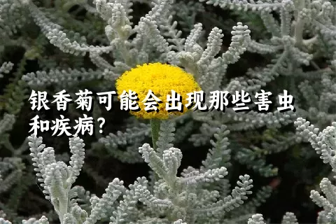 银香菊可能会出现那些害虫和疾病？