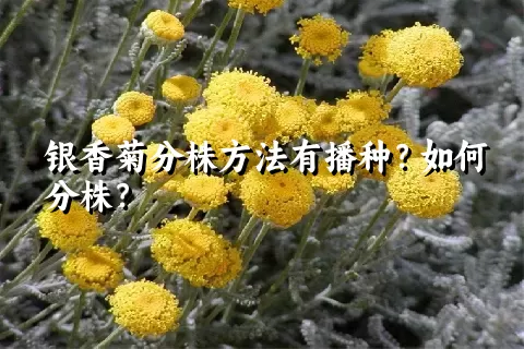 银香菊分株方法有播种？如何分株？