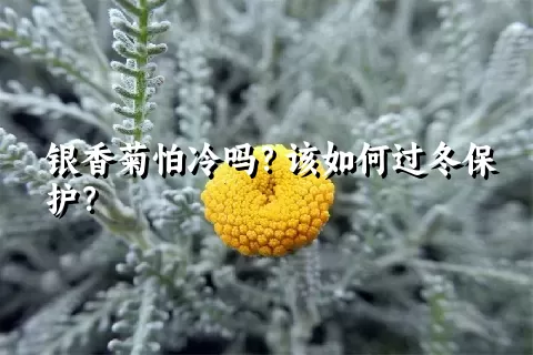 银香菊怕冷吗？该如何过冬保护？