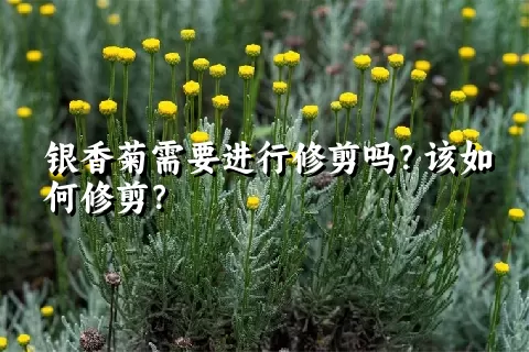 银香菊需要进行修剪吗？该如何修剪？