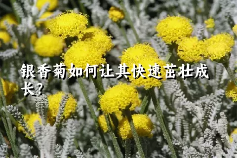 银香菊如何让其快速茁壮成长？