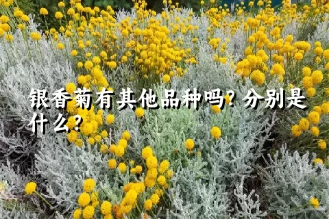 银香菊有其他品种吗？分别是什么？