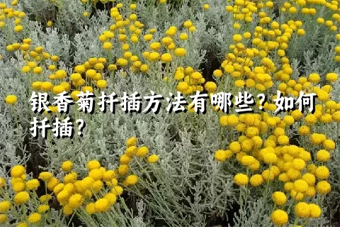 银香菊扦插方法有哪些？如何扦插？