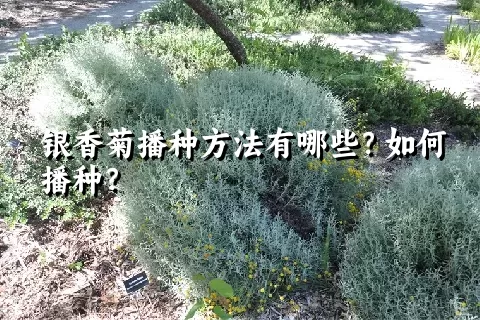 银香菊播种方法有哪些？如何播种？