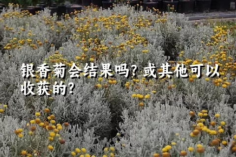 银香菊会结果吗？或其他可以收获的？