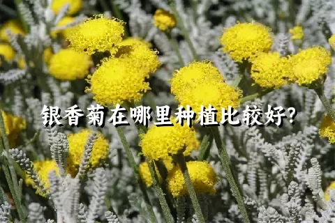 银香菊在哪里种植比较好？